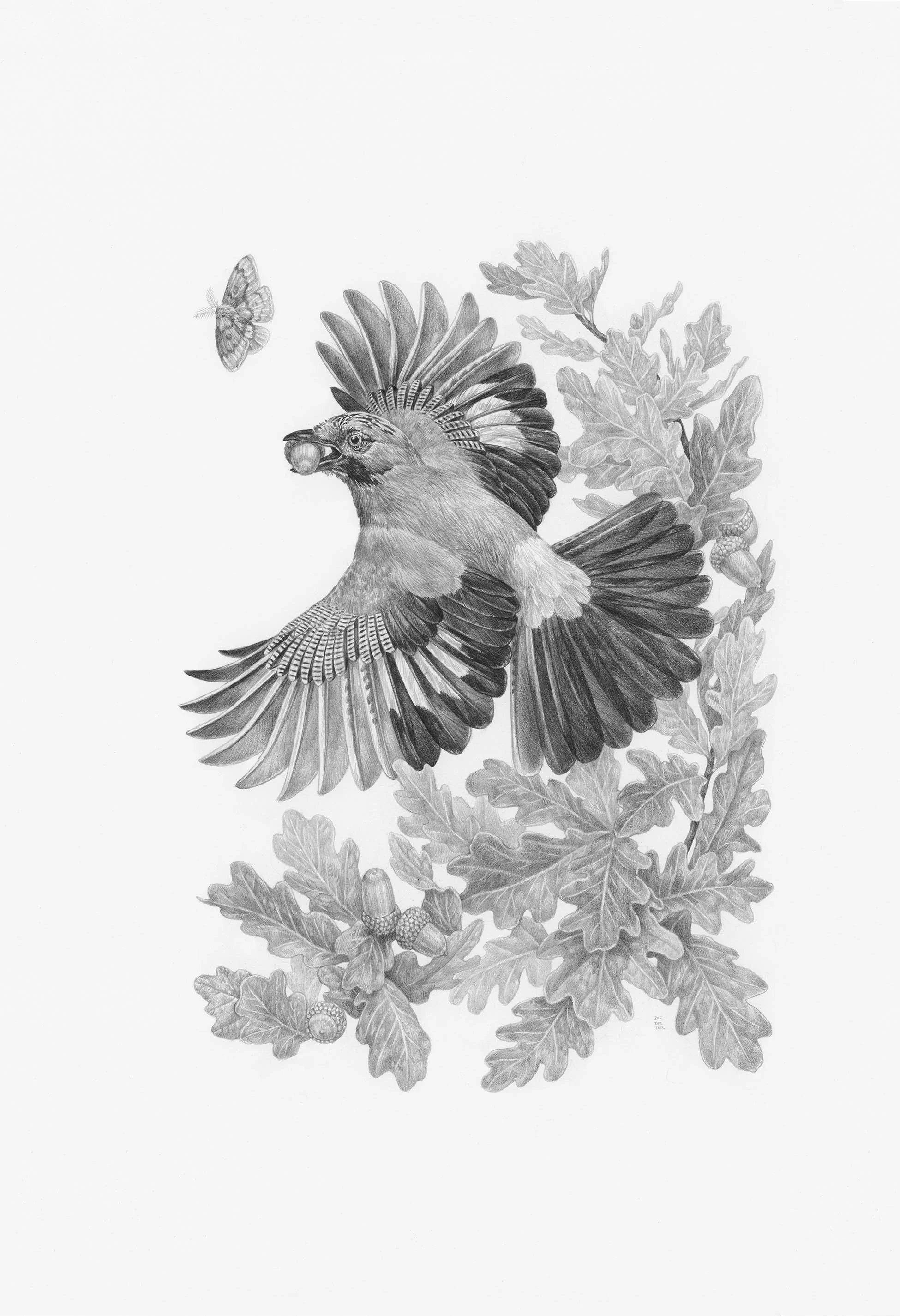 Shop Partner Galleries — Zoe Keller Nature Art